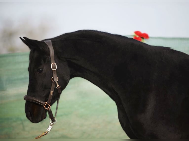 Westfaliano Castrone 5 Anni 165 cm Morello in Snina