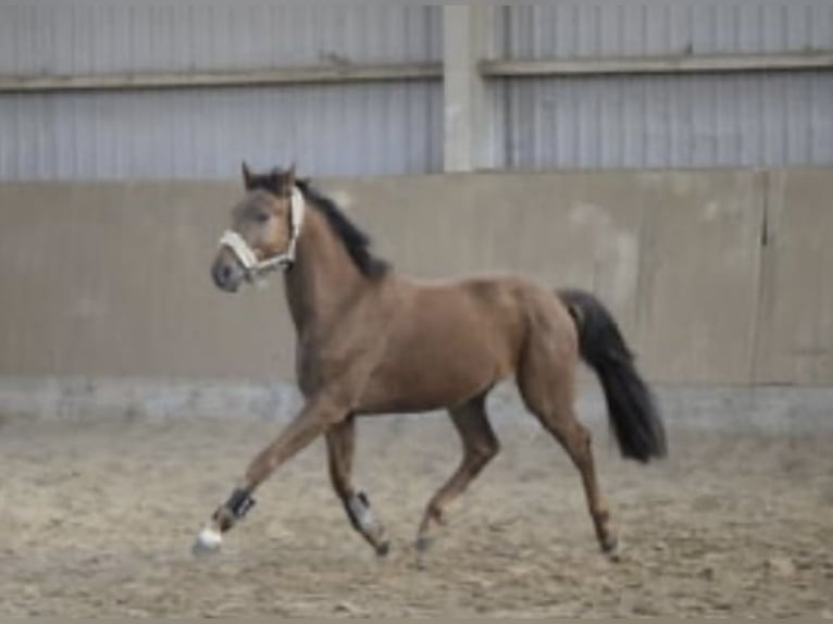 Westfaliano Castrone 5 Anni 165 cm Sauro ciliegia in Gummersbach