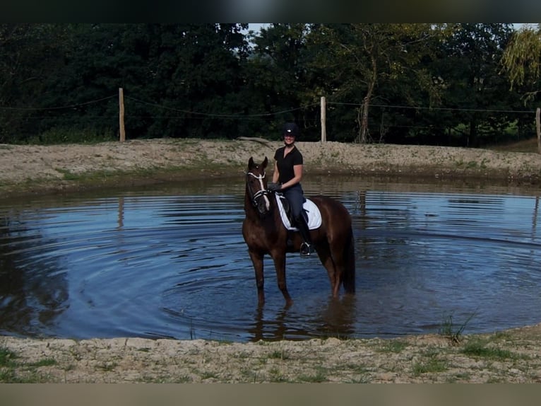 Westfaliano Castrone 5 Anni 165 cm Sauro scuro in Iserlohn