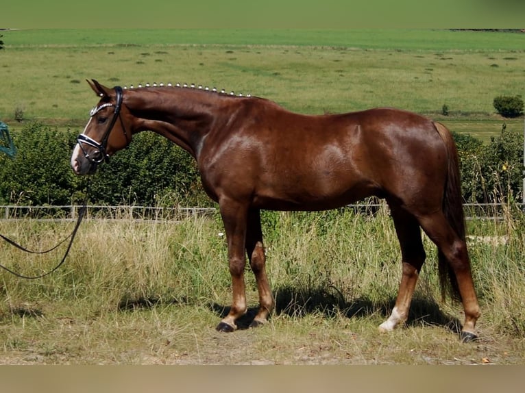 Westfaliano Castrone 5 Anni 165 cm Sauro scuro in Iserlohn