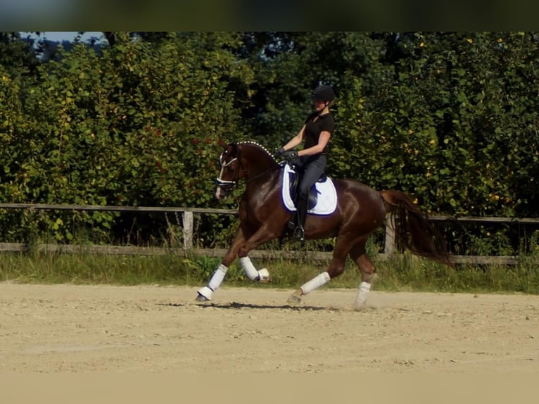 Westfaliano Castrone 5 Anni 165 cm Sauro scuro in Iserlohn