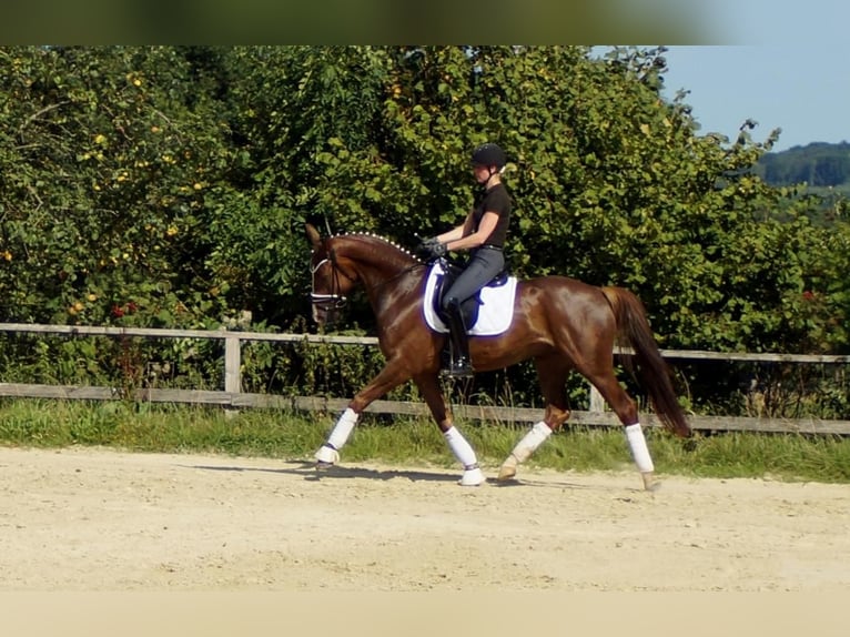 Westfaliano Castrone 5 Anni 165 cm Sauro scuro in Iserlohn