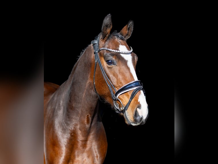 Westfaliano Castrone 5 Anni 166 cm Baio in Rosenheim