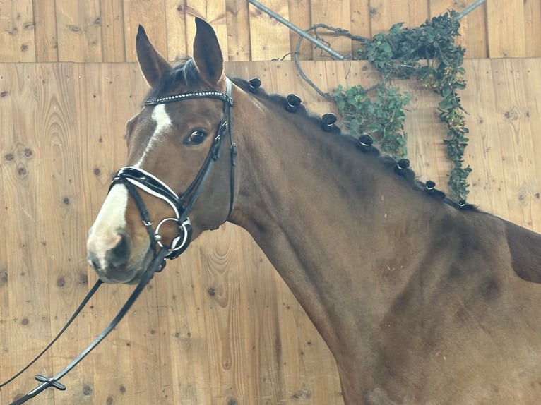 Westfaliano Castrone 5 Anni 166 cm Baio in Riedlingen