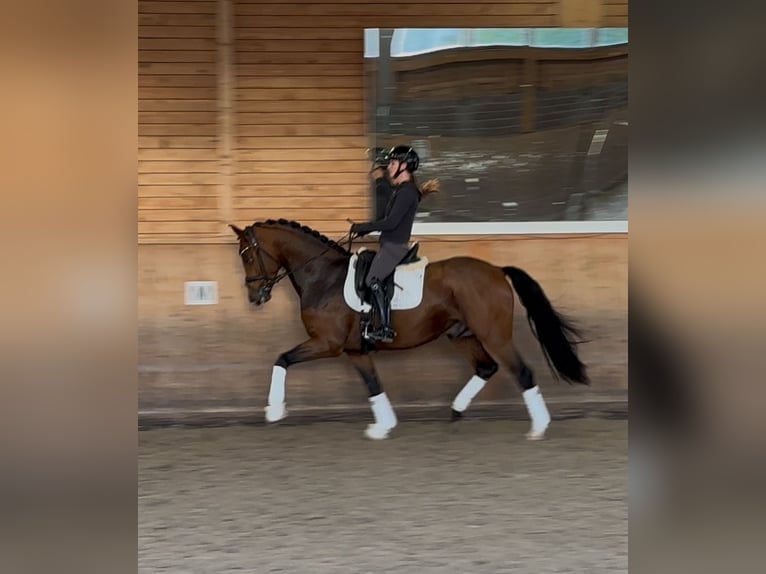 Westfaliano Castrone 5 Anni 166 cm Baio in Neuss