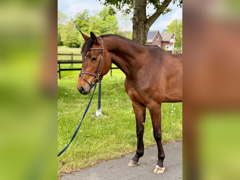 Westfaliano Castrone 5 Anni 166 cm Baio in Münster