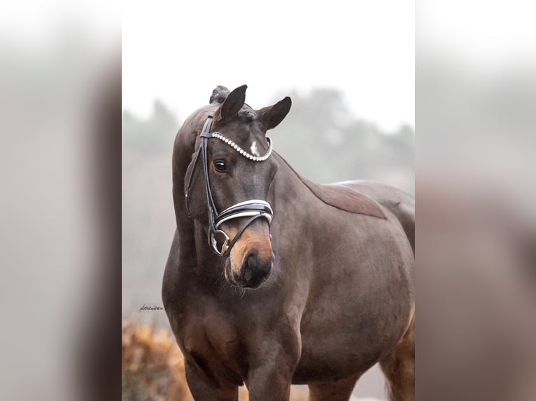 Westfaliano Castrone 5 Anni 166 cm Baio scuro in Lehrberg