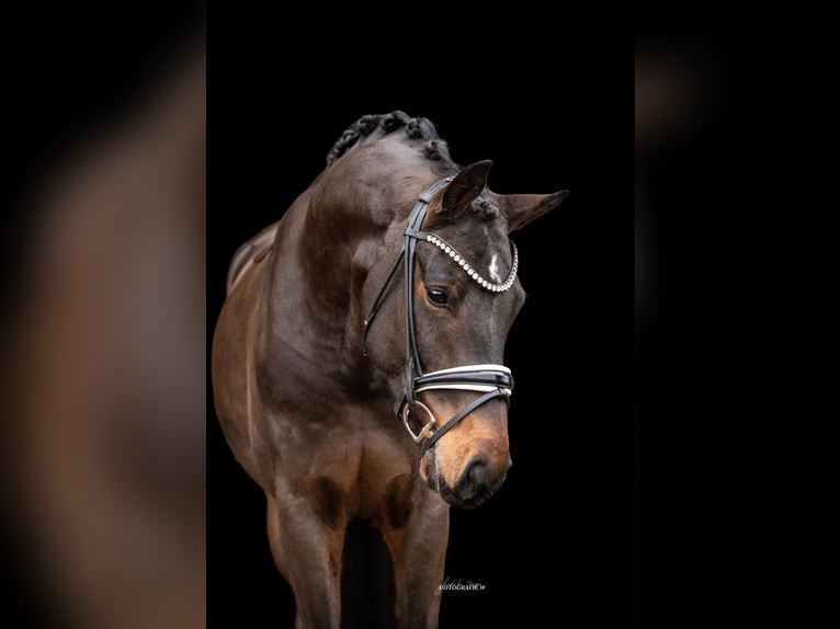 Westfaliano Castrone 5 Anni 166 cm Baio scuro in Lehrberg