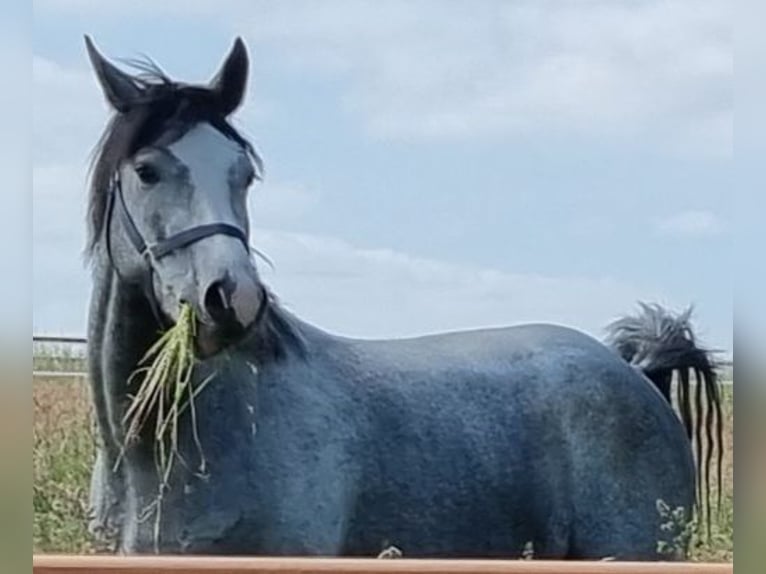 Westfaliano Castrone 5 Anni 166 cm Grigio in Dornburg