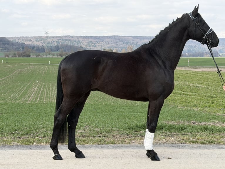 Westfaliano Castrone 5 Anni 166 cm Morello in Riedlingen
