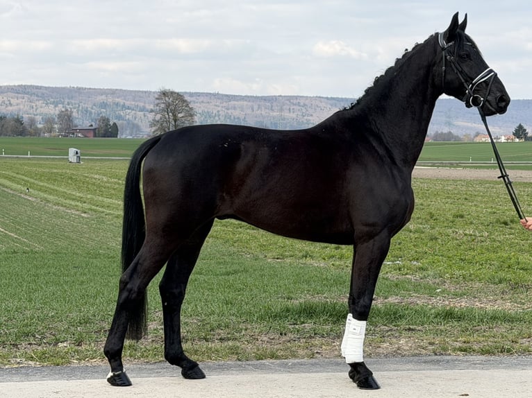 Westfaliano Castrone 5 Anni 166 cm Morello in Riedlingen