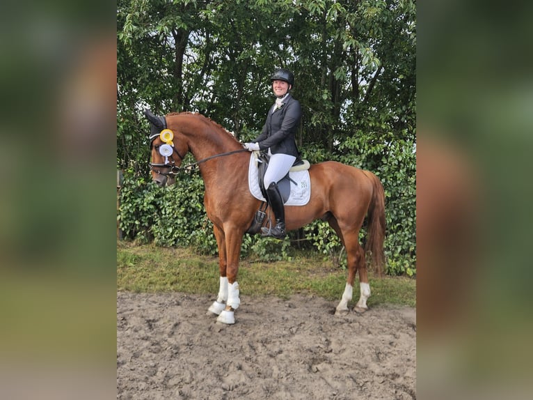 Westfaliano Castrone 5 Anni 166 cm Sauro in Nordwalde