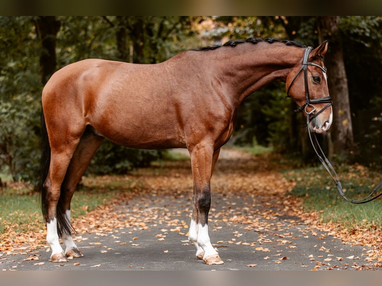 Westfaliano Castrone 5 Anni 167 cm Baio scuro in Schermbeck