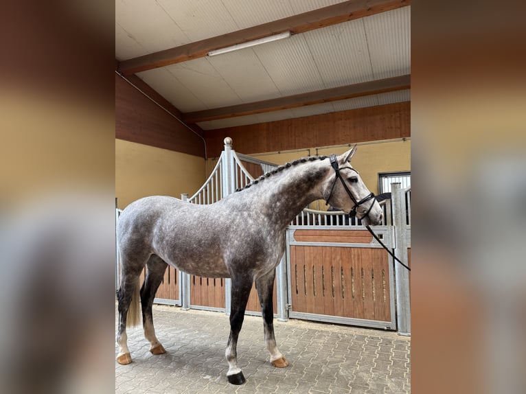 Westfaliano Castrone 5 Anni 167 cm Grigio in Kirchenthumbach