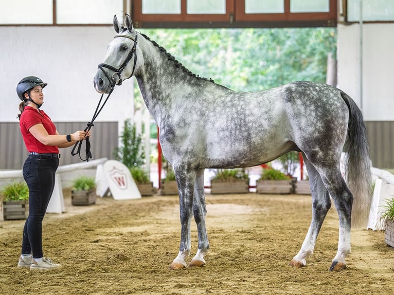 Westfaliano Castrone 5 Anni 167 cm Grigio in Mnster-Handorf