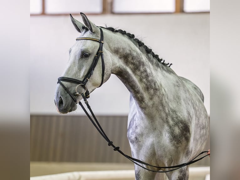 Westfaliano Castrone 5 Anni 167 cm Grigio in Mnster-Handorf