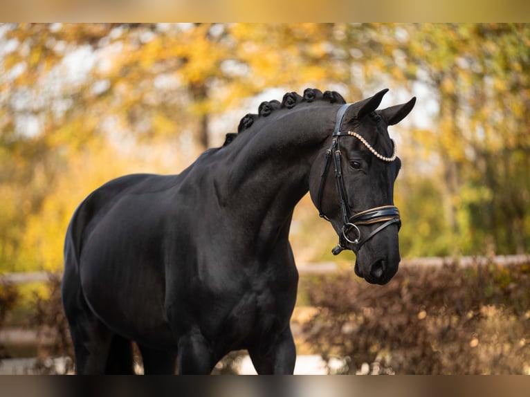 Westfaliano Castrone 5 Anni 167 cm Morello in Wehringen