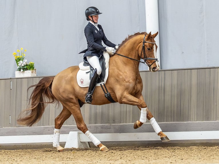 Westfaliano Castrone 5 Anni 167 cm Sauro in Münster-Handorf