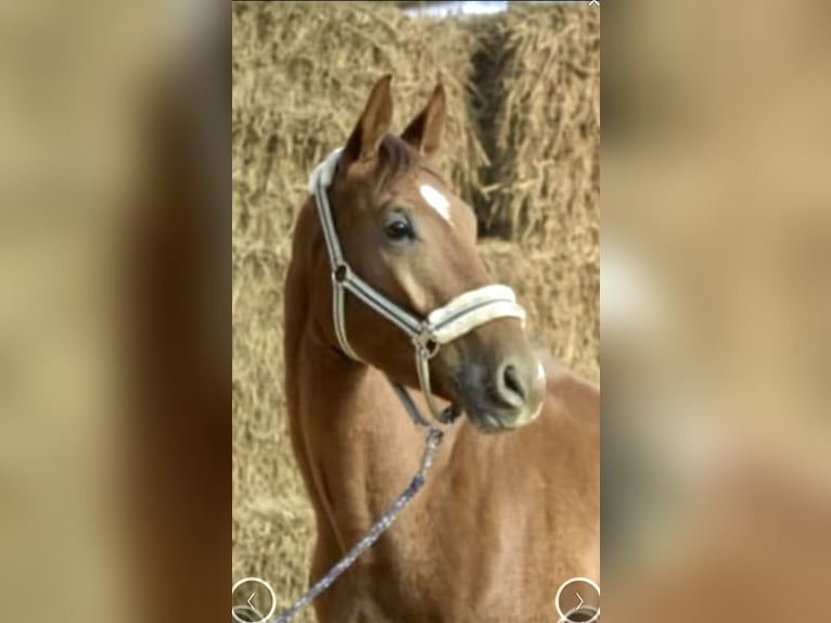 Westfaliano Castrone 5 Anni 167 cm Sauro in Gummersbach