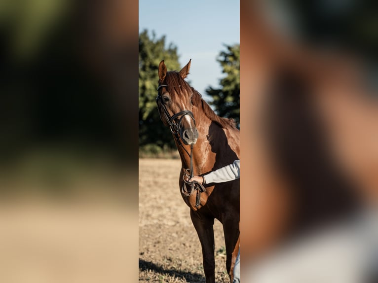 Westfaliano Castrone 5 Anni 167 cm Sauro scuro in Wunstorf