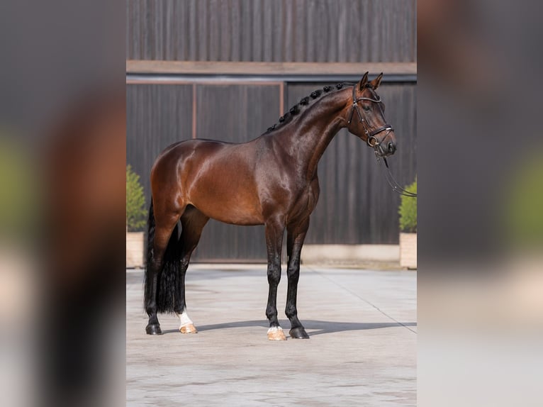 Westfaliano Castrone 5 Anni 168 cm Baio in Békésszentandrás