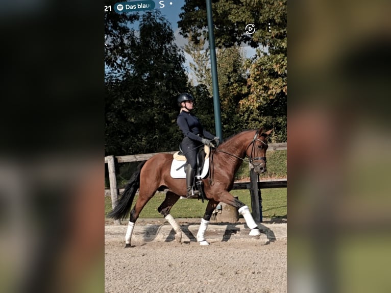 Westfaliano Castrone 5 Anni 168 cm Baio in Kempen