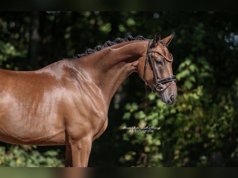 Westfaliano Castrone 5 Anni 168 cm Baio in Wehringen