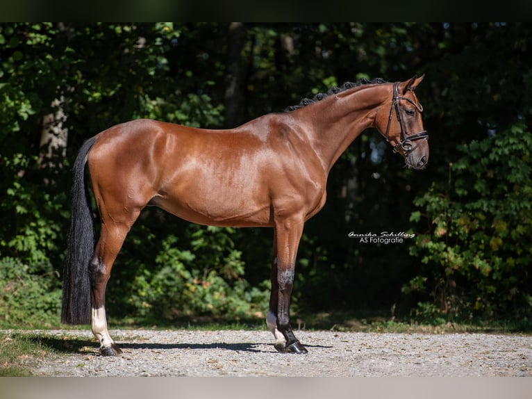 Westfaliano Castrone 5 Anni 168 cm Baio in Wehringen