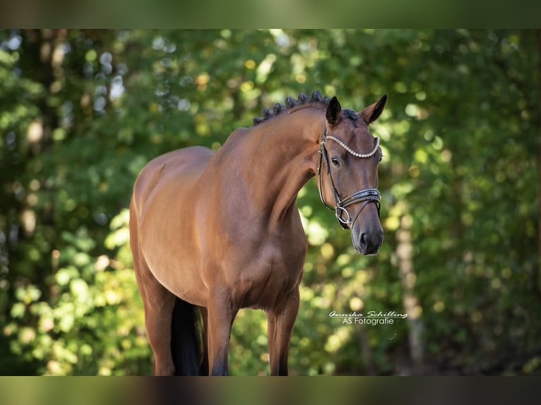 Westfaliano Castrone 5 Anni 168 cm Baio in Wehringen