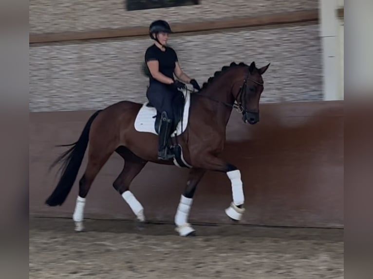 Westfaliano Castrone 5 Anni 168 cm Baio in Wehringen