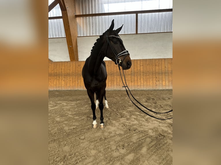 Westfaliano Castrone 5 Anni 168 cm Baio nero in Salzhemmendorf