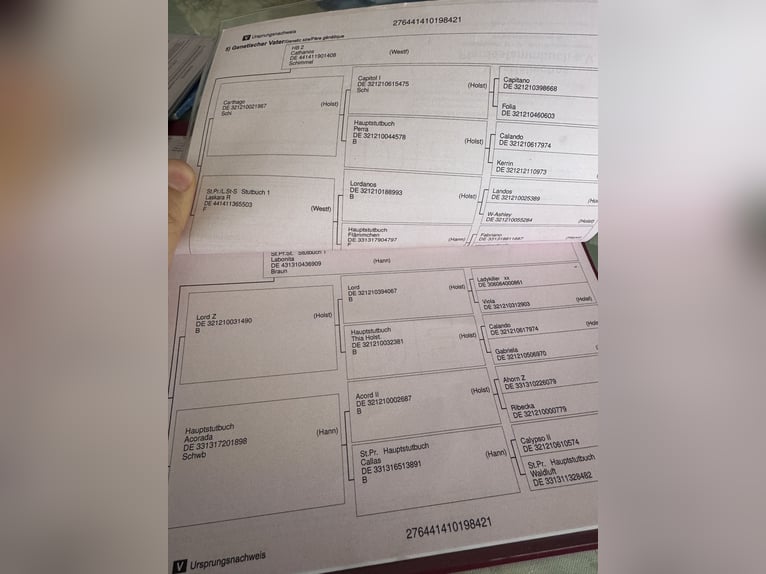 Westfaliano Castrone 5 Anni 168 cm Grigio in Mor