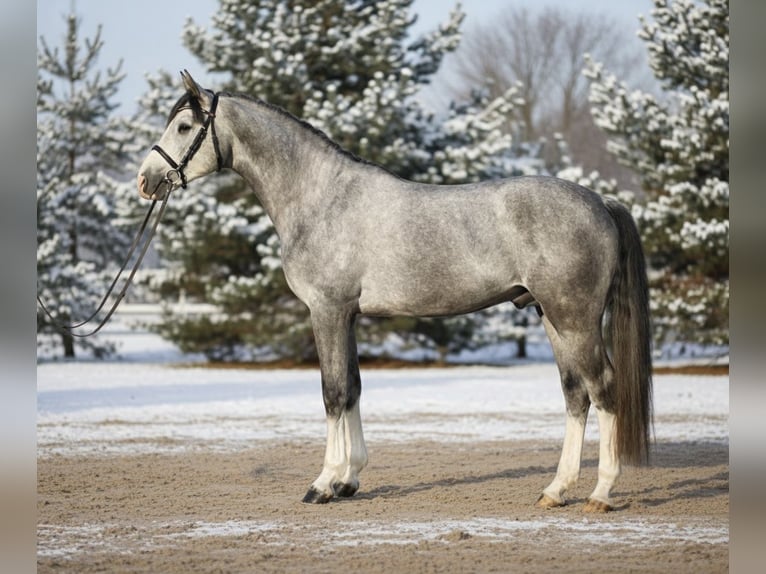 Westfaliano Castrone 5 Anni 168 cm Grigio in Mor