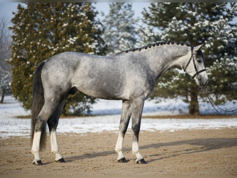 Westfaliano Castrone 5 Anni 168 cm Grigio in Mor