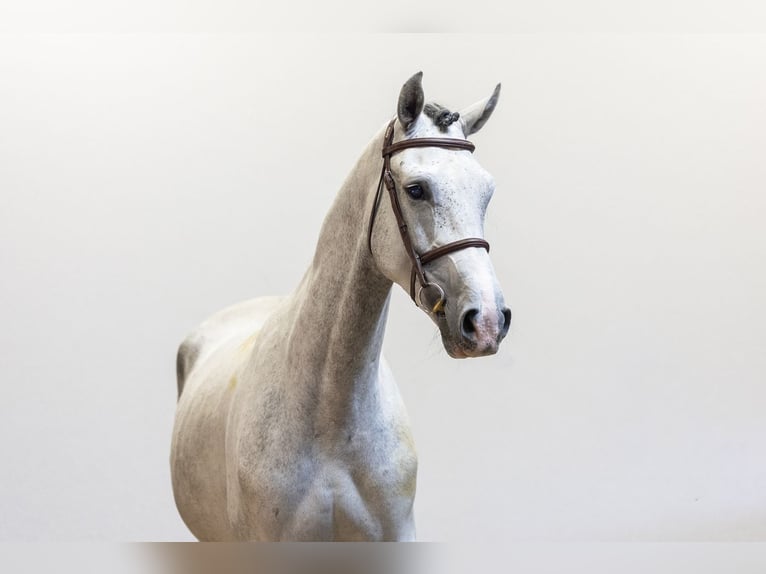 Westfaliano Castrone 5 Anni 168 cm Grigio in Waddinxveen