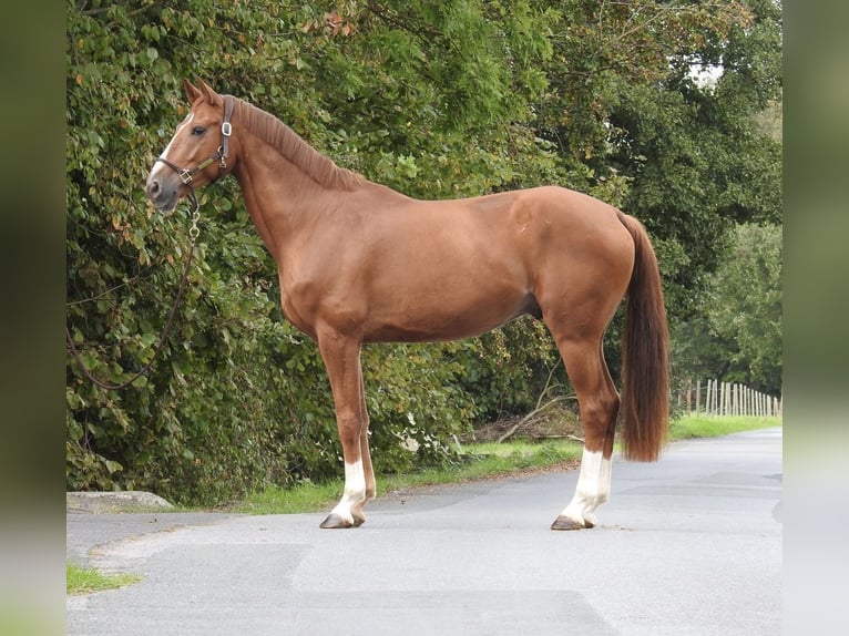 Westfaliano Castrone 5 Anni 168 cm Sauro in Verl
