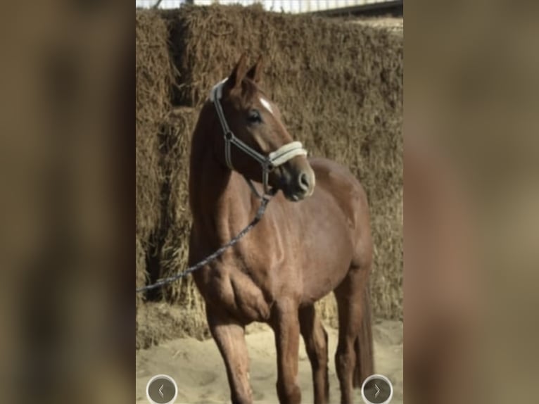 Westfaliano Castrone 5 Anni 168 cm Sauro in GummersbachGummersbach