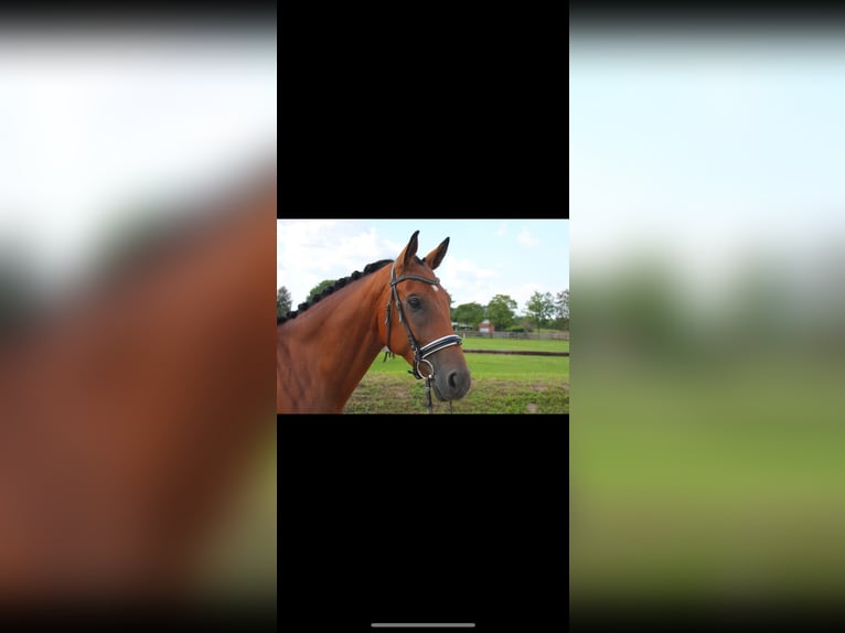 Westfaliano Castrone 5 Anni 169 cm Baio in L&#xFC;nne