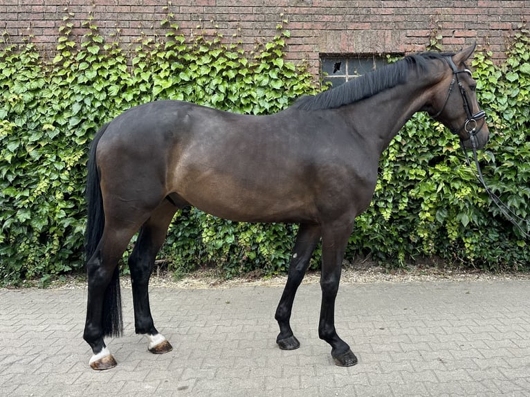 Westfaliano Castrone 5 Anni 169 cm Baio in Rees