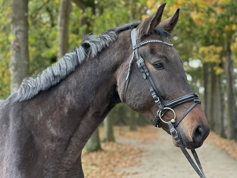 Westfaliano Castrone 5 Anni 169 cm Baio in Rees