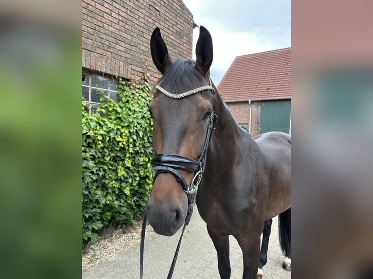 Westfaliano Castrone 5 Anni 169 cm Baio in Rees