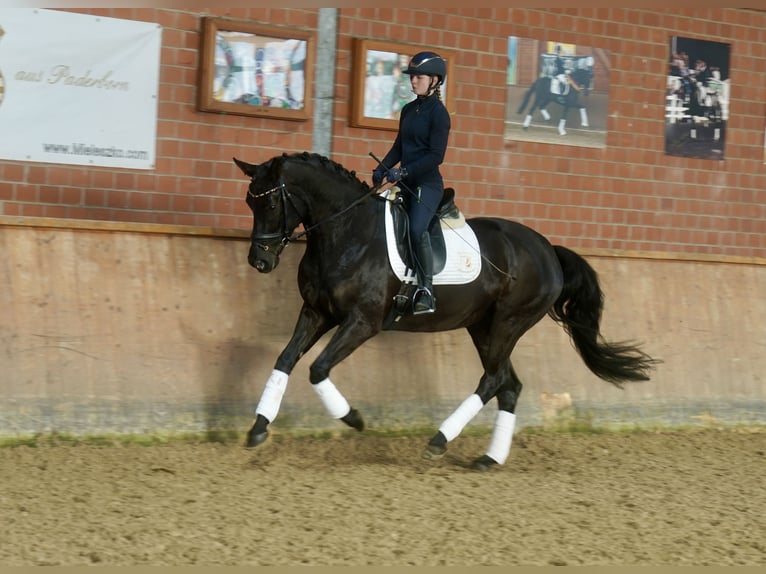 Westfaliano Castrone 5 Anni 169 cm Morello in Paderborn