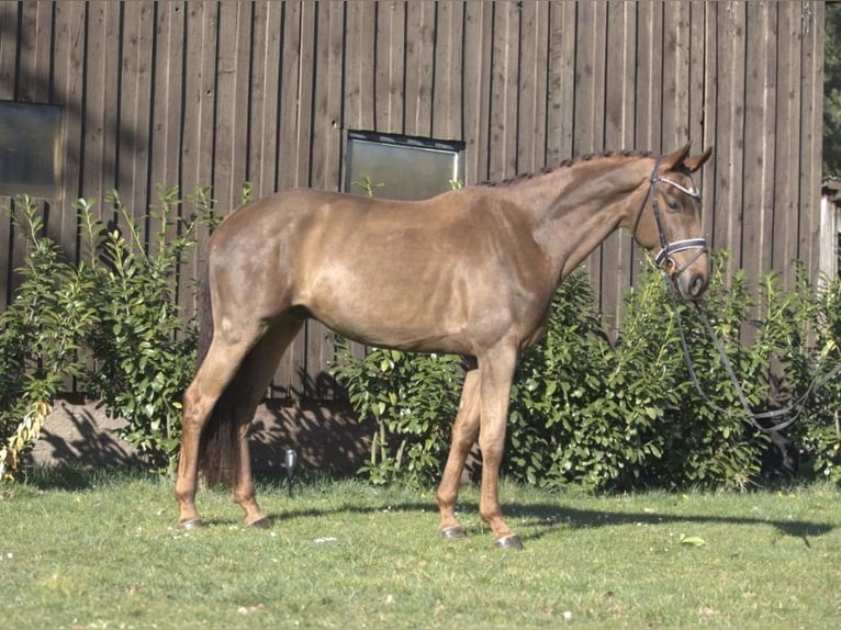 Westfaliano Castrone 5 Anni 169 cm Sauro scuro in Burgdorf