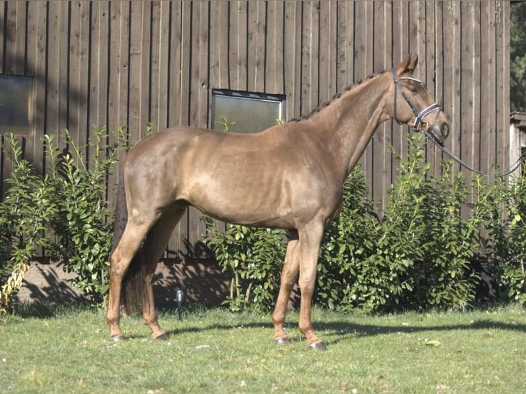 Westfaliano Castrone 5 Anni 169 cm Sauro scuro in Burgdorf