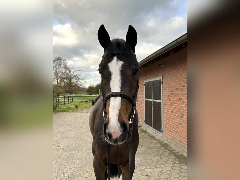 Westfaliano Castrone 5 Anni 170 cm Baio in Rees