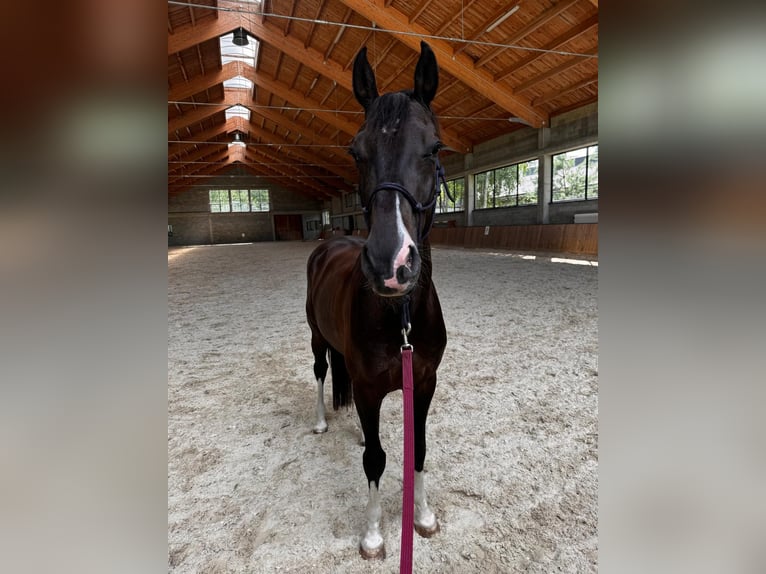Westfaliano Castrone 5 Anni 170 cm Baio nero in Warszawa