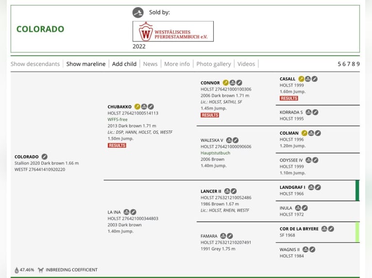 Westfaliano Castrone 5 Anni 170 cm Baio nero in Warszawa
