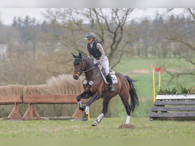 Westfaliano Castrone 5 Anni 170 cm Baio scuro in Kleinwiehe