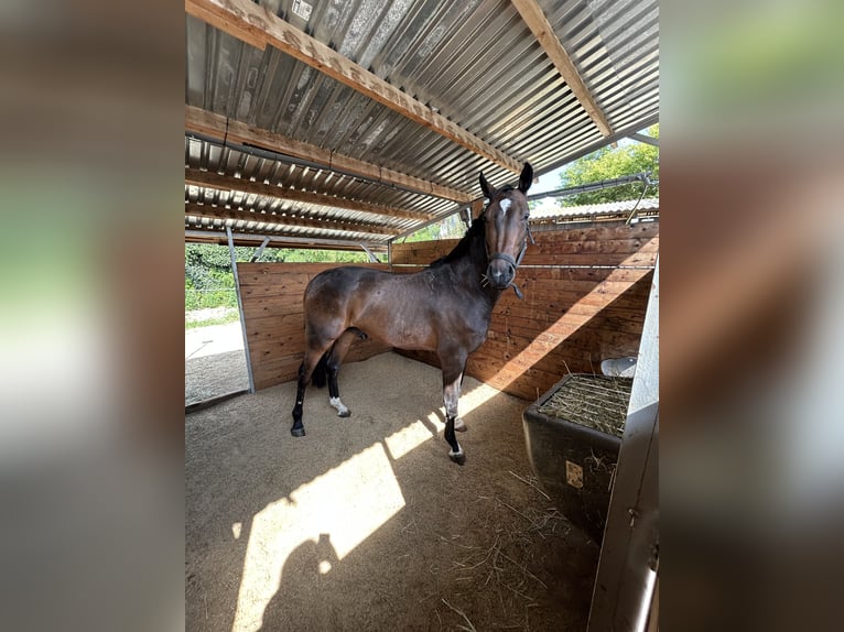 Westfaliano Castrone 5 Anni 170 cm Baio scuro in Berlin