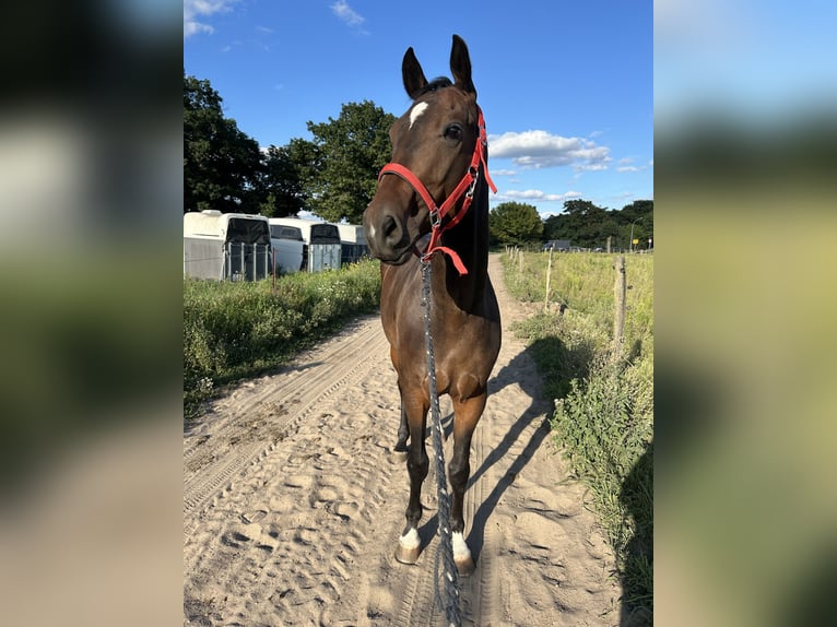 Westfaliano Castrone 5 Anni 170 cm Baio scuro in Berlin